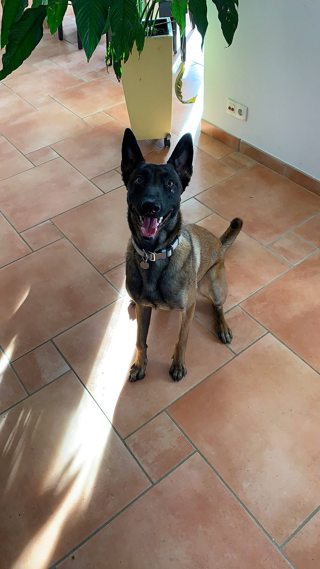 Priska participe au concours pour gagner de l'argent avec cette photo : boston_terrier, canidae, carnivore, collar, companion_dog, dog, dog_breed, dog_collar, dog_supply, fashion_accessory, fawn, floor, flooring, leash, pet_supply, snout, sporting_group, tail, toy_dog, working_animal