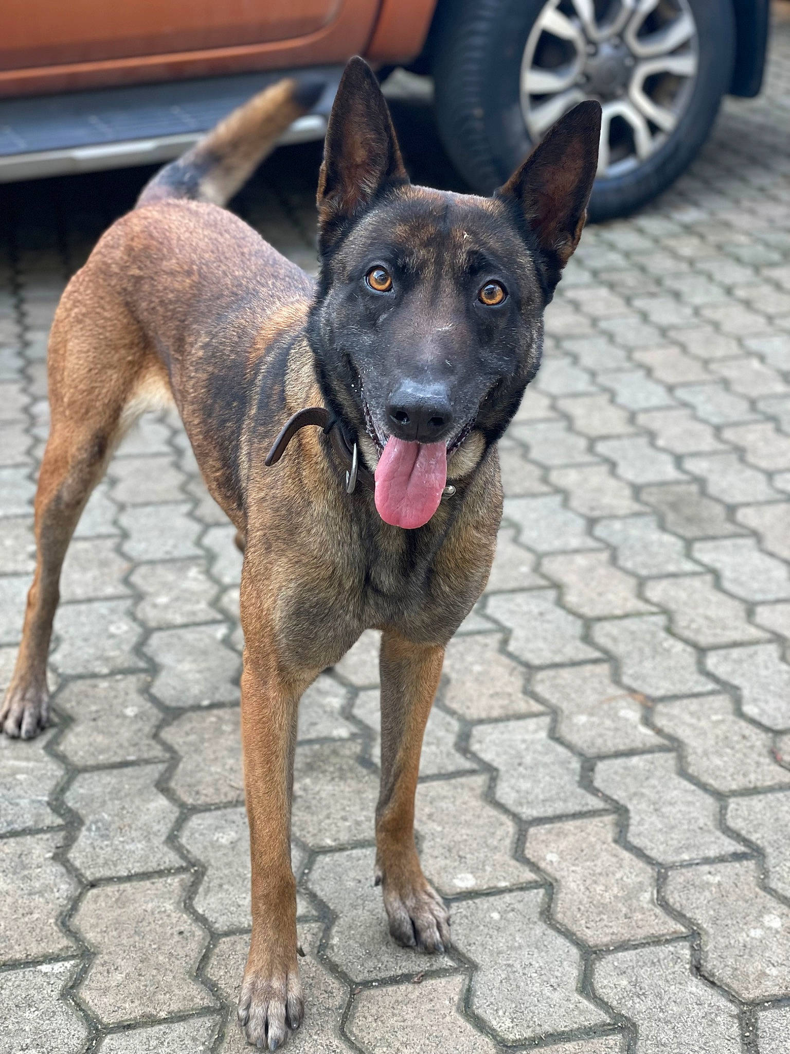 Priska participe au concours pour gagner de l'argent avec cette photo : automotive_tire, canidae, car, carnivore, collar, dog, dog_breed, door, fawn, fender, hubcap, road_surface, sporting_group, tail, tire, tire_care, tread, vehicle, wheel, working_animal