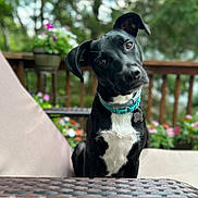 Jimbo joined the competition — help win amazing prizes! attentive, black_dog, bokeh, chair, close_up, collar, cushion, deck, dog, flowers, head_tilt, id_tag, outdoor, pet, portrait, potted_plant, short_coat, sitting, table, wooden_railing