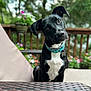 attentive, black_dog, bokeh, chair, close_up, collar, cushion, deck, dog, flowers, head_tilt, id_tag, outdoor, pet, portrait, potted_plant, short_coat, sitting, table, wooden_railing