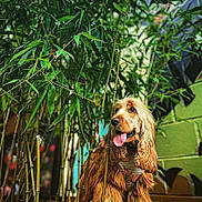 Nina is registered to the contest to win money with this photo: dog, cocker_spaniel, bamboo, plant, greenery, wooden_planter, urban, mural, colorful_wall, tongue_out, curious, pet, outdoor, fur, long_ears, harness, leaf, nature, portrait, animal