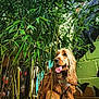 dog, cocker_spaniel, bamboo, plant, greenery, wooden_planter, urban, mural, colorful_wall, tongue_out, curious, pet, outdoor, fur, long_ears, harness, leaf, nature, portrait, animal