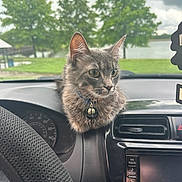 Blueberry is registered to the contest to win money with this photo: bell, car_interior, cat, close_up, cloudy_sky, collar, curious, dashboard, daytime, gray_cat, green_trees, park, pets, radio, sitting, steering_wheel, tabby_cat, vehicle, water, window
