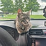 bell, car_interior, cat, close_up, cloudy_sky, collar, curious, dashboard, daytime, gray_cat, green_trees, park, pets, radio, sitting, steering_wheel, tabby_cat, vehicle, water, window