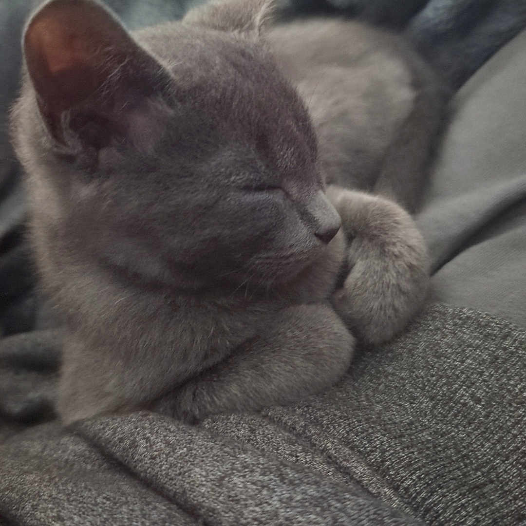 Ash joined the competition — help win amazing prizes! abyssinian, animal, bed, blanket, cat, clothing, couch, furniture, gray, homedecor, kitten, knitwear, linen, manx, person, pet, quilt, siamese, sleeping, towel