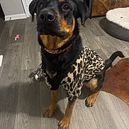 Paris Alexandria joined the competition — help win amazing prizes! dog, leopard_print, sweater, pet, indoor, flooring, wood_floor, furniture, dog_bed, toy, collar, black_and_tan, canine, sitting, looking_up, home, domestic_animal, cute, animal, companionship