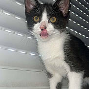 Bella a rejoint le concours — aidez-le/la à gagner de superbes lots ! kitten, cat, black_and_white, tongue_out, windowsill, blinds, pet, animal, curious, indoors, fur, whiskers, ears, young, small, cute, playful, mischievous, face, paw