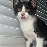 kitten, cat, black_and_white, tongue_out, windowsill, blinds, pet, animal, curious, indoors, fur, whiskers, ears, young, small, cute, playful, mischievous, face, paw