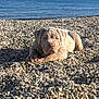 beach, cute, dog, horizon, island, lying_down, muzzle, ocean, paws, pebbles, portrait, puppy, resting, sailboat, sand_alternative, sea, shore, sky, sunlight, vacation