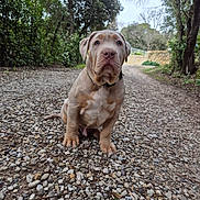 Roger participe au concours pour gagner de l'argent avec cette photo : collar, cute, dog, ears, forest, gravel, greenery, nature, outdoor, overcast, path, paws, pitbull, portrait, puppy, rocks, sitting, snout, trees, walkway