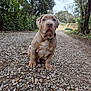 collar, cute, dog, ears, forest, gravel, greenery, nature, outdoor, overcast, path, paws, pitbull, portrait, puppy, rocks, sitting, snout, trees, walkway
