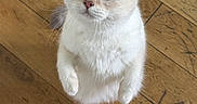 Aiko a rejoint le concours — aidez-le/la à gagner de superbes lots ! cat, kitten, white_cat, fluffy, furry, pet, animal, sitting, upright, front_view, looking_at_camera, blue_eyes, whiskers, ears, paws, indoor, wooden_floor, portrait, cute, curious