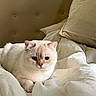 cat, kitten, pet, animal, white_cat, cream_fur, blue_eyes, whiskers, pink_nose, bed, bedding, blanket, pillow, bedroom, indoor, portrait, sitting, relaxed, fluffy, cozy