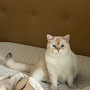 Aiko participe au concours pour gagner de l'argent avec cette photo : cat, kitten, cream_colored, blue_eyes, fluffy, sitting, indoors, bed, bedroom, blanket, bedding, pillow, brown_wall, pet, animal, portrait, frontal_view, whiskers, ears, cozy
