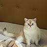 cat, kitten, cream_colored, blue_eyes, fluffy, sitting, indoors, bed, bedroom, blanket, bedding, pillow, brown_wall, pet, animal, portrait, frontal_view, whiskers, ears, cozy