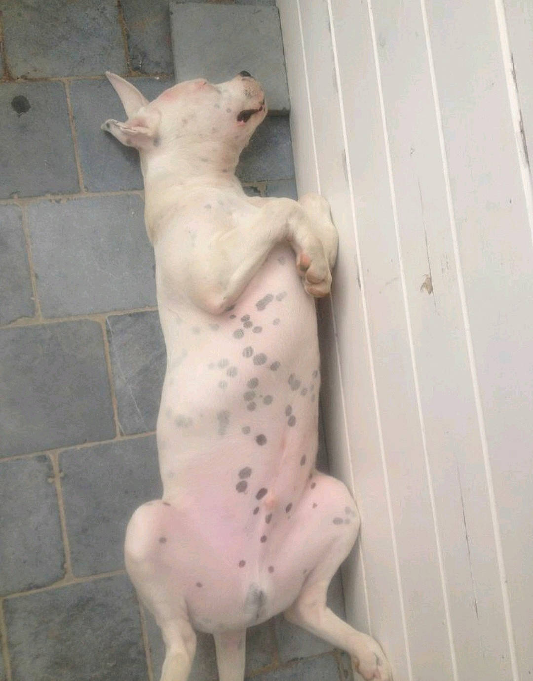 El Diego participe au concours pour gagner de l'argent avec cette photo : abdomen, art, barefoot, carving, chest, classical_sculpture, eye, fawn, flesh, foot, human_leg, navel, sculpture, snout, statue, tail, toy, trunk, waist, wood