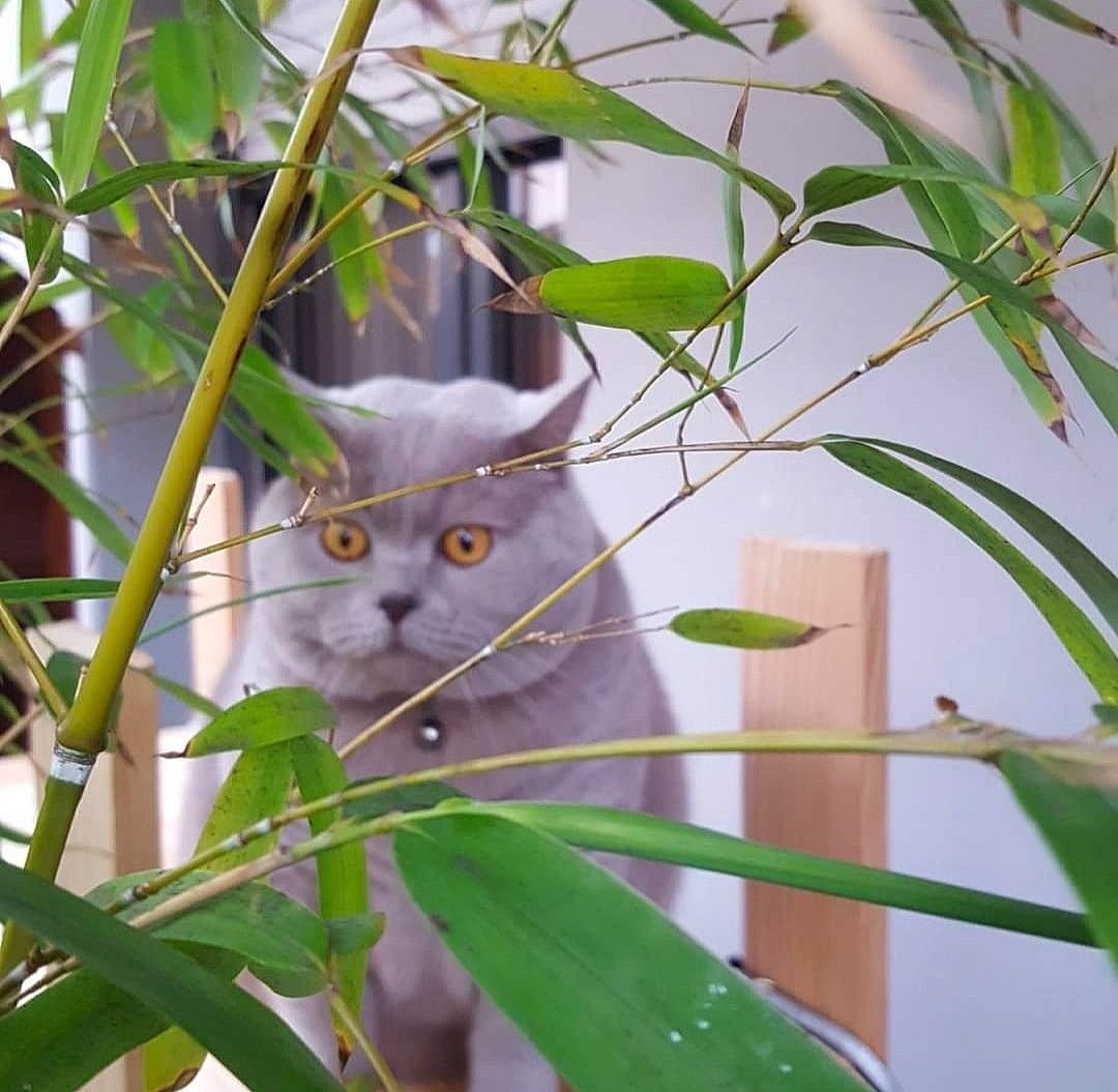 Izzy participe au concours pour gagner de l'argent avec cette photo : carnivore, cat, domestic_short_haired_cat, electric_blue, felidae, fur, grass, metal, plant, plant_stem, small_to_medium_sized_cats, tail, terrestrial_plant, tree, twig, whiskers, wood