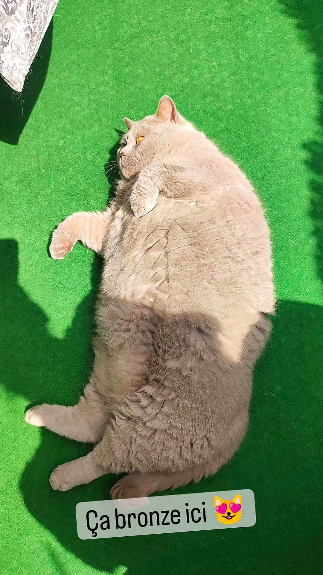 Izzy a rejoint le concours — aidez-le/la à gagner de superbes lots ! carnivore, cat, claw, domestic_short_haired_cat, fawn, felidae, fur, grass, organism, paw, rectangle, small_to_medium_sized_cats, snout, tail, terrestrial_animal, whiskers