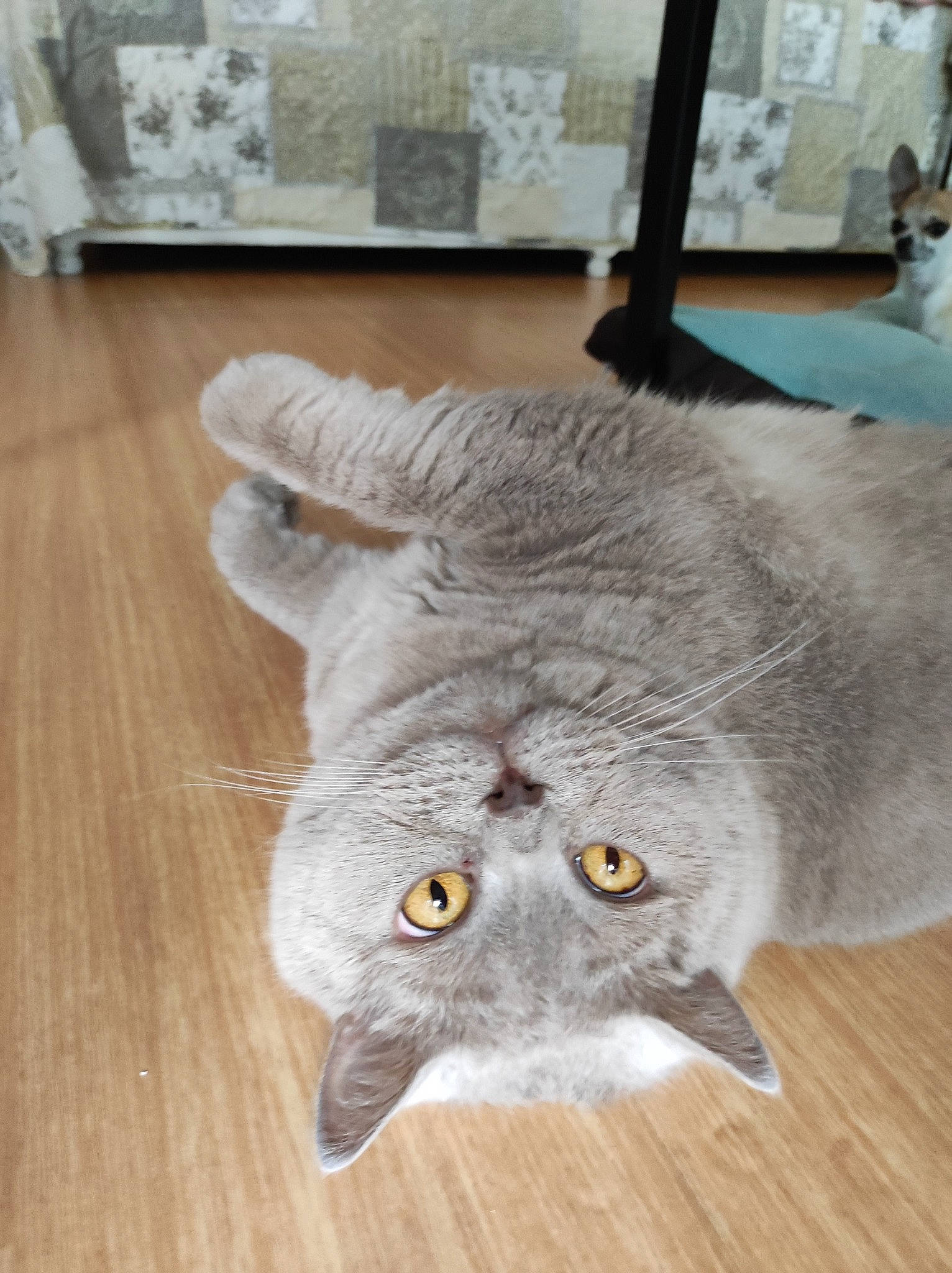 Izzy participe au concours pour gagner de l'argent avec cette photo : carnivore, cat, domestic_short_haired_cat, eye, felidae, flooring, fur, glasses, grey, hardwood, plank, russian_blue, small_to_medium_sized_cats, snout, terrestrial_animal, varnish, whiskers, wood, wood_flooring, wood_stain