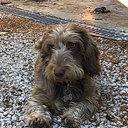 Victoire participe au concours pour gagner de l'argent avec cette photo : animal, balls, brown_fur, collar, dog, domestic, floor, garage, gravel, nature, outdoor, pet, relaxed, resting, rustic, scruffy, shadow, shed, sunlight, tag