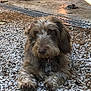 animal, balls, brown_fur, collar, dog, domestic, floor, garage, gravel, nature, outdoor, pet, relaxed, resting, rustic, scruffy, shadow, shed, sunlight, tag