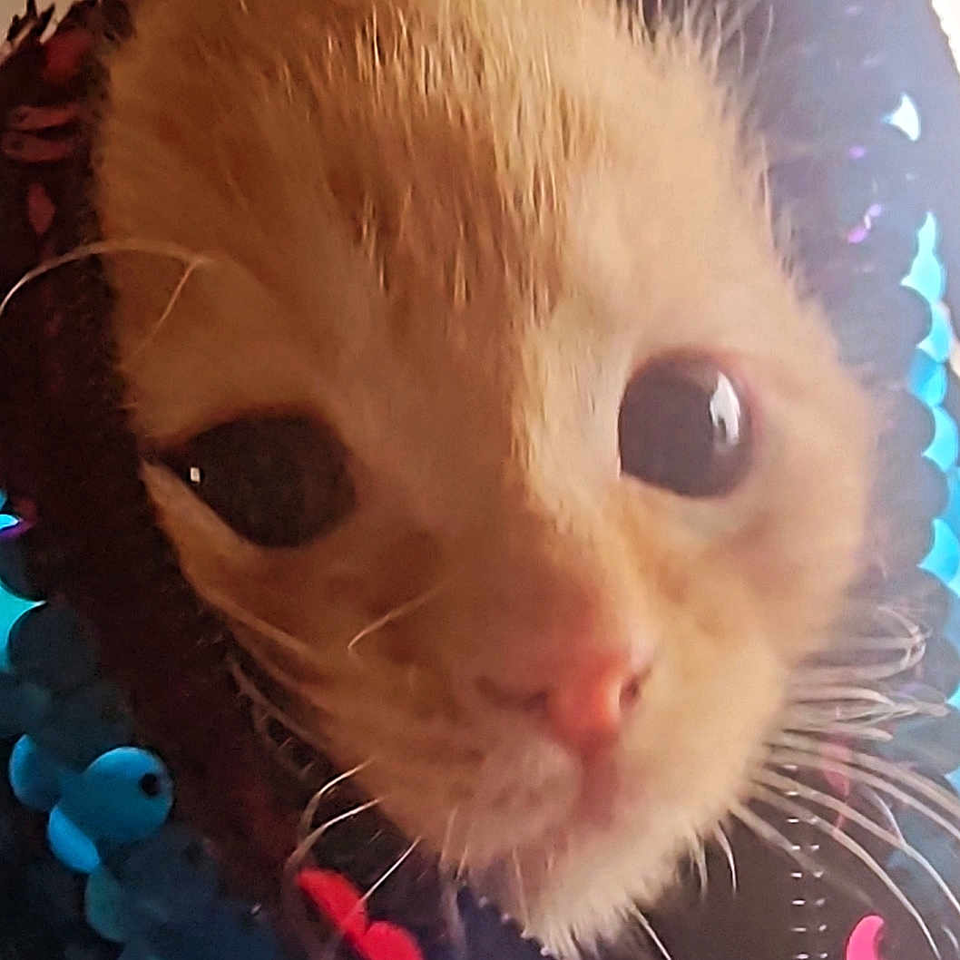 Liono is registered to the contest to win money with this photo: kitten, close_up, cat, orange_cat, whiskers, eyes, face, beads, colorful, shiny, cute, pet, feline, curious, animal, fur, nose, macro, indoor, playful