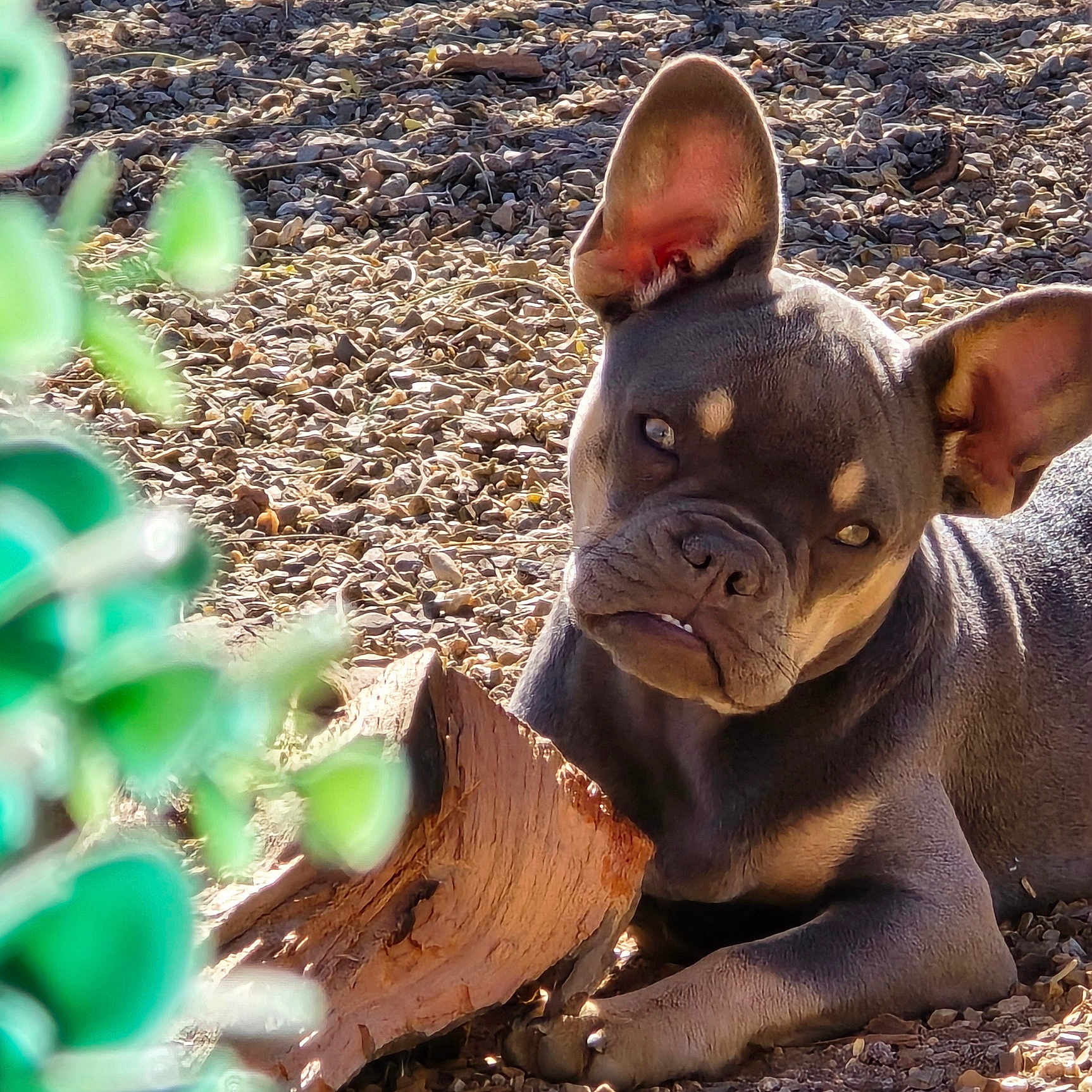 Coco is registered to the contest to win money with this photo: animal, canine, closeup, cute, daylight, dog, ears, expression, french_bulldog, greenery, nature, outdoor, paw, pet, puppy, resting, rocky_ground, snout, wood, young