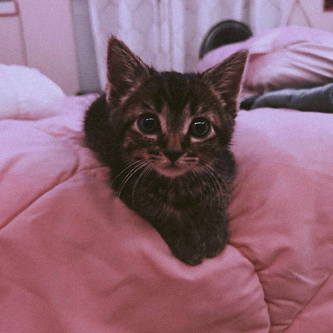 Loki is registered to the contest to win money with this photo: animal, bedroom, blanket, cat, cozy, cute, ears, eyes, feline, fur, indoor, kitten, pet, pink, resting, small, soft, tabby, whiskers, young