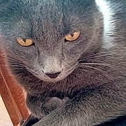 Buster is registered to the contest to win money with this photo: animal, cat, close_up, cute, domestic_cat, feline, fur, gray_cat, indoor, looking, mammal, paw, pet, portrait, relaxed, resting, soft_surface, whiskers, wooden_chair, yellow_eyes