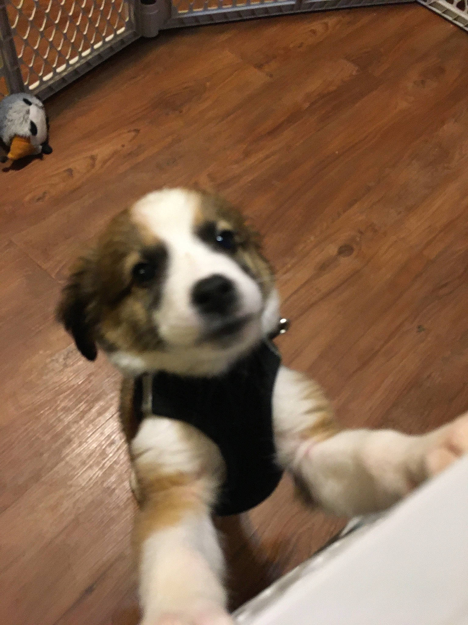 Bear is registered to the contest to win money with this photo: bernese_mountain_dog, carnivore, companion_dog, dog, dog_breed, fawn, flooring, fur, hardwood, herding_dog, landseer, moscow_watchdog, plank, snout, terrestrial_animal, varnish, wood, wood_stain, working_animal, working_dog