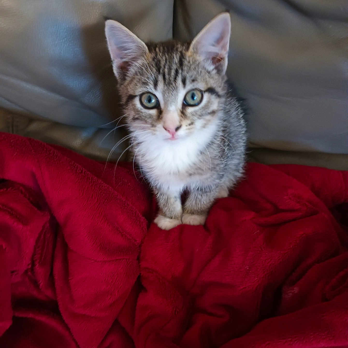 Kitty joined the competition — help win amazing prizes! abyssinian, animal, blanket, cat, couch, cushion, furniture, homedecor, kitten, linen, manx, pet, quilt, siamese, velvet