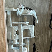 Toby is registered to the contest to win money with this photo: cat, cat_tree, indoor, wood_paneling, pet, feline, relaxed, plush, animal, white, gray, striped_tail, perched, looking_up, furniture, cord, power_adapter, vertical, resting, calm