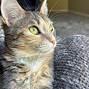 Phoebe is registered to the contest to win money with this photo: animal, blanket, cat, close_up, cozy, cute, feline, focus, fur, green_eyes, indoor, mammal, pet, portrait, relaxing, resting, side_view, soft_light, texture, whiskers