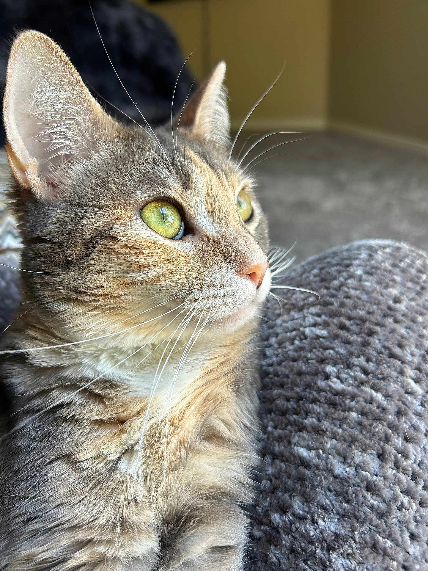 Phoebe