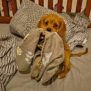 Ralph joined the competition — help win amazing prizes! animal, bed, blanket, brown, cozy, cute, dog, ears, eyes, fabric, fur, indoor, nose, patterned, pet, pillow, puppy, resting, soft, tail