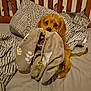 animal, bed, blanket, brown, cozy, cute, dog, ears, eyes, fabric, fur, indoor, nose, patterned, pet, pillow, puppy, resting, soft, tail