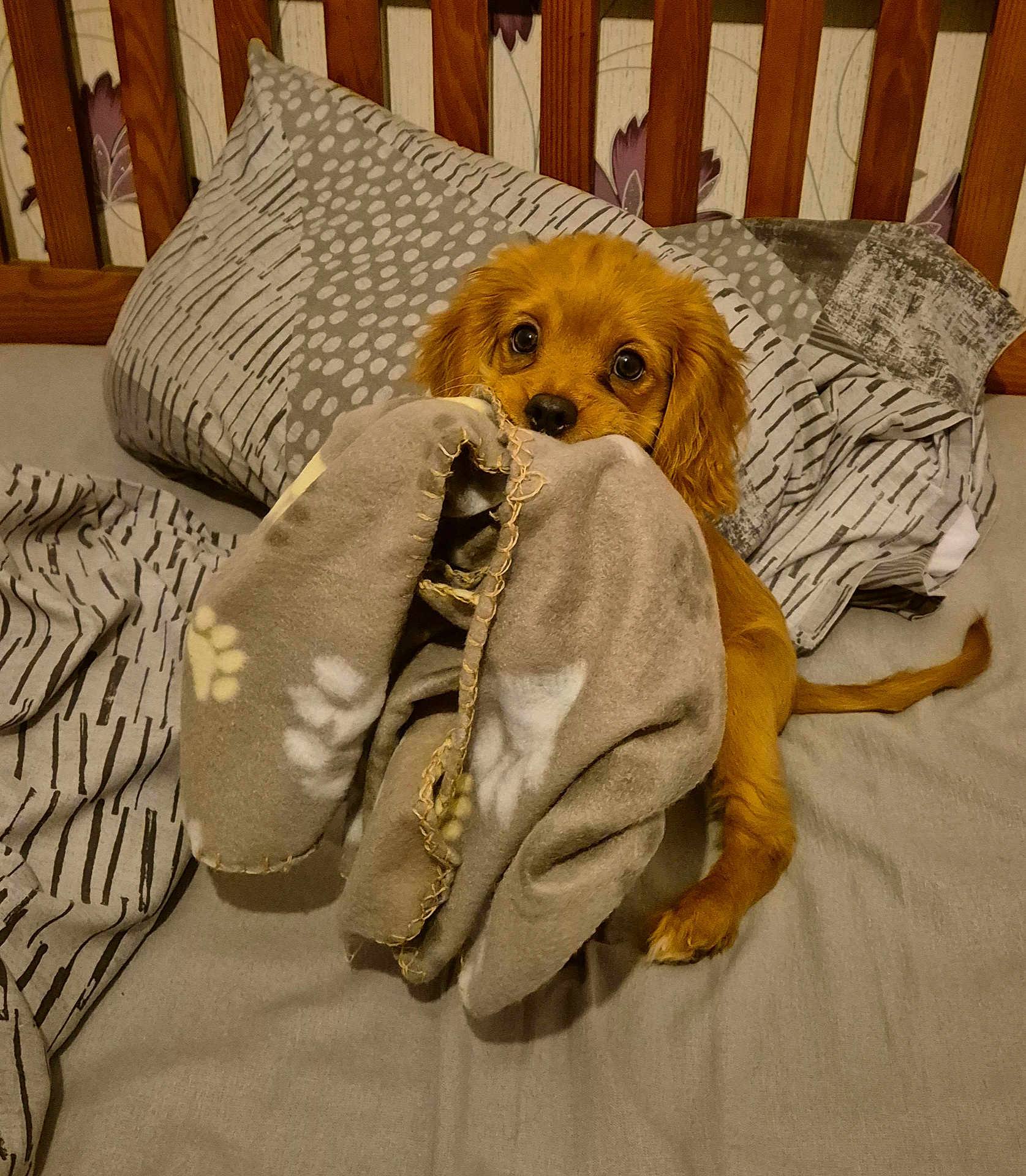 Ralph joined the competition — help win amazing prizes! animal, bed, blanket, brown, cozy, cute, dog, ears, eyes, fabric, fur, indoor, nose, patterned, pet, pillow, puppy, resting, soft, tail