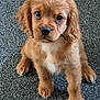 adorable, animal, brown_fur, canine, carpet, companion, cute, dog, domestic_animal, eyes, fluffy, fur, indoors, looking_up, pet, portrait, puppy, sitting, small_dog, young