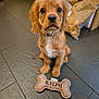 Ralph is registered to the contest to win money with this photo: animal, bone_toy, brown_paper_bag, collar, cute, dog, floor, fur, indoors, kitchen, looking_up, pet, pet_toy, puppy, sitting, small_dog, tile_floor, toy, washing_machine, young_dog