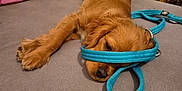 Ralph is registered to the contest to win money with this photo: animal, brown_fur, companion, couch, cozy, cute, dog, domestic, furniture, indoor, leash, living_room, pet, pillow, puppy, relaxed, resting, sleepy, soft, young