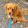 Ralph joined the competition — help win amazing prizes! animal, brown_fur, curious, cute, dog, ears, fall, leash, leaves, looking_up, nature, outdoor, pavement, pet, puppy, sidewalk, sitting, small, tail, young_dog