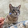 animal, blanket, blue_flower, cat, closeup, cozy, curious, domestic_cat, ears, feline, flower, hand, indoor, neutral_background, paws, pet, sniffing, soft, texture, whiskers