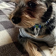 Zeke joined the competition — help win amazing prizes! app_icons, bed, blanket, closeup, collar, cozy, dock, dog, eye, fur, indoor, nose, paw, pet, portrait, small_dog, smartphone_screenshot, snout, whiskers, yorkie