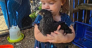 Abigail joined the competition — help win amazing prizes! animal, bird, blue_tarp, care, chicken, child, crate, curious, dress, farm, fence, ground, holding, nature, outdoor, person, rustic, stars, toddler, yard