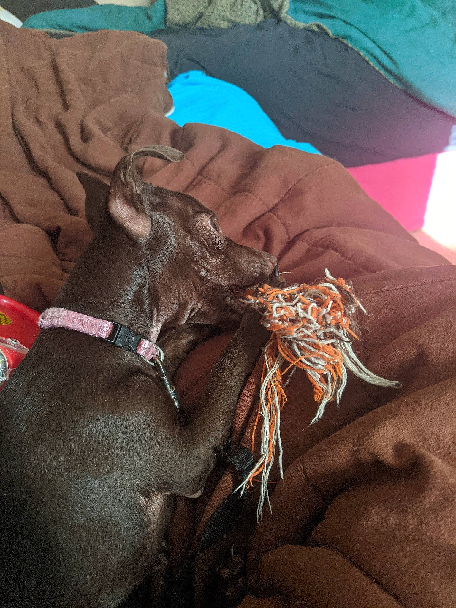 Lil Bit is registered to the contest to win money with this photo: brown, collar, comfort, companion_dog, dog, dog_breed, dog_collar, fashion_accessory, feather, flesh, guard_dog, human_leg, linens, liver, pattern, sleeve, t_shirt, textile, working_animal, wrist