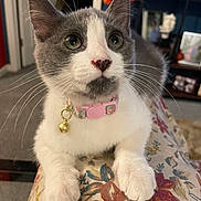 Leah is registered to the contest to win money with this photo: cat, gray_and_white, pet, collar, bell, whiskers, curious_eyes, floral_pattern, paws, indoor, carpet, furniture, home, close_up, cute, animal, domestic_cat, sitting, relaxed, portrait