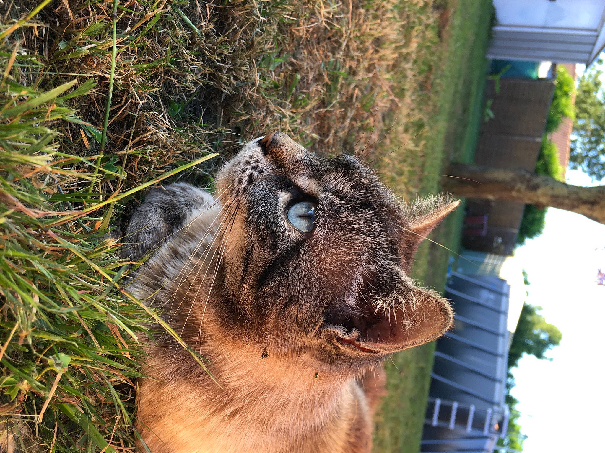 Vanille participe au concours pour gagner de l'argent avec cette photo : collar, dog_breed, fawn, felidae, fur, goat, goat_antelope, goats, grass, landscape, livestock, plant, sky, small_to_medium_sized_cats, snout, terrestrial_animal, tree, whiskers, wildlife, working_animal