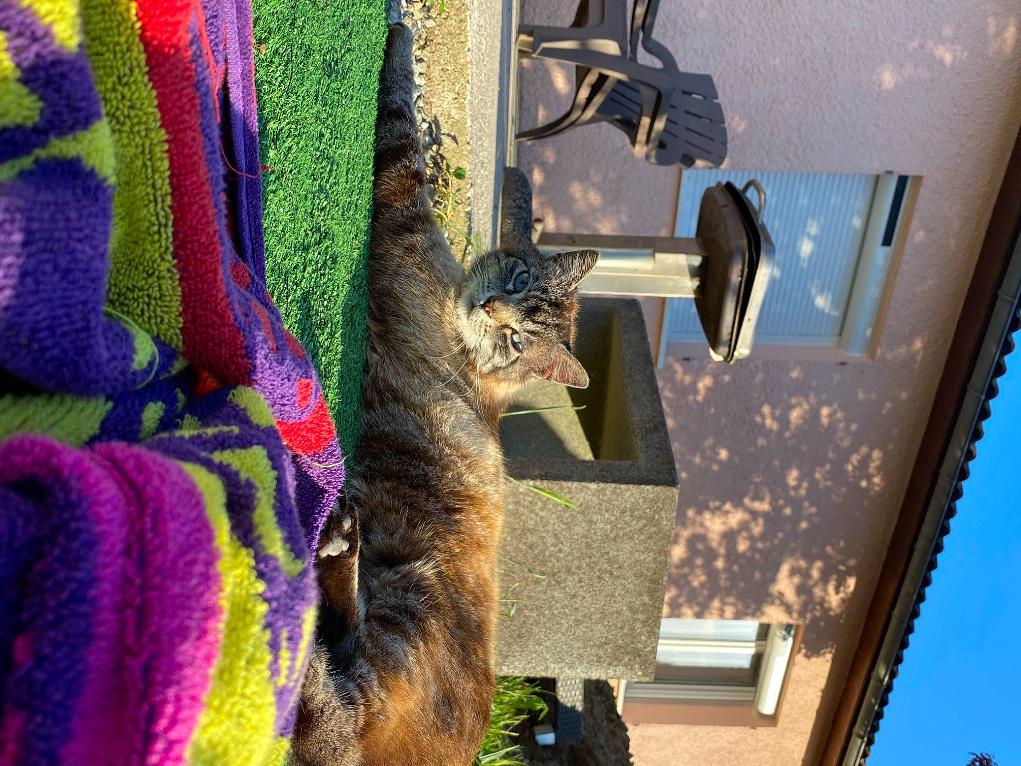 Vanille participe au concours pour gagner de l'argent avec cette photo : art, blue, building, carnivore, cat, domestic_short_haired_cat, fawn, felidae, fur, green, magenta, plant, purple, small_to_medium_sized_cats, tail, tree, whiskers, wildlife, wood, yellow