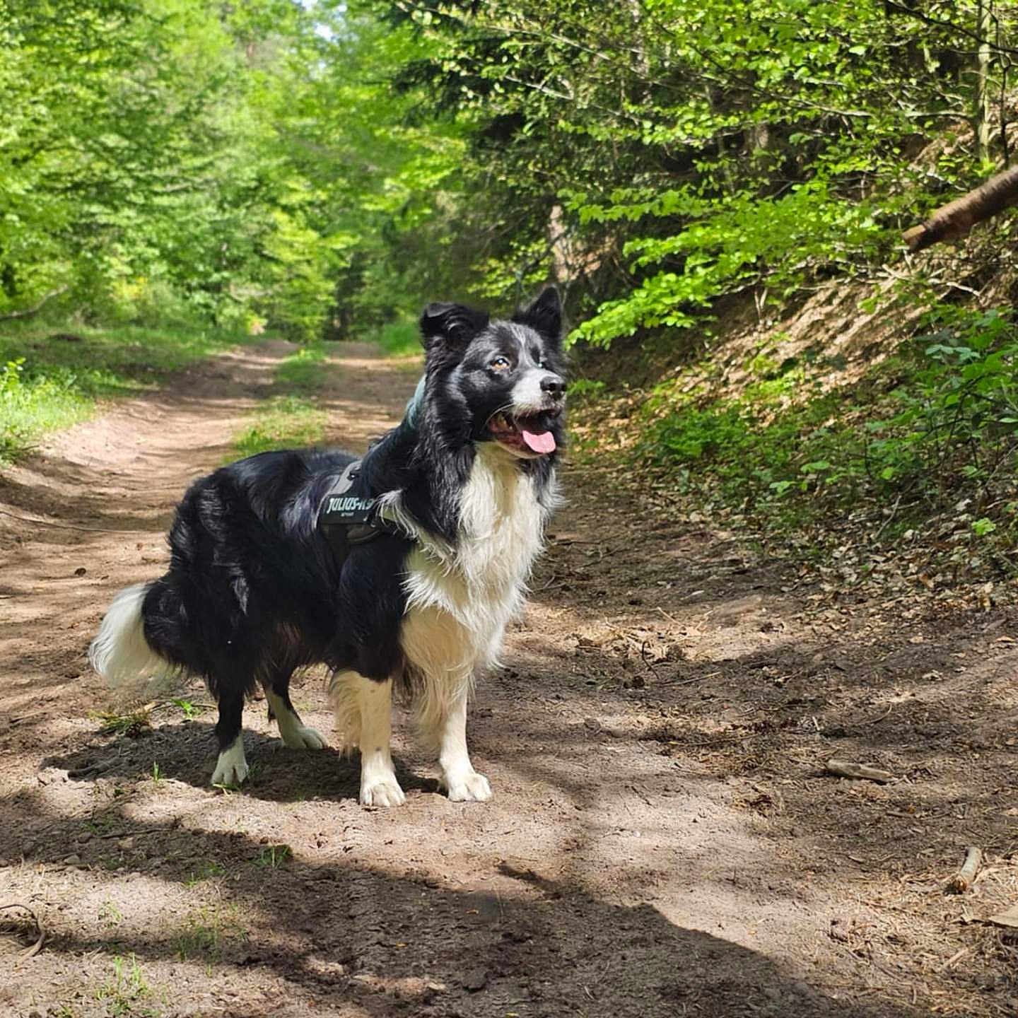 Twister participe au concours pour gagner de l'argent avec cette photo : alert, animal, border_collie, canine, daytime, dog, forest, fur, greenery, happy, leisure, nature, outdoor, pet, scenic, sunlight, tongue_out, trail, walking, woods