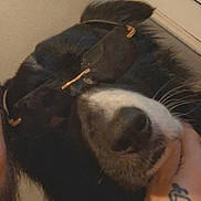 Twister participe au concours pour gagner de l'argent avec cette photo : dog, sunglasses, black_and_white, close_up, pet, hand, tattoo, indoor, window, face, animal, portrait, cool, relaxed, furry, nose, whiskers, holding, casual, fashion